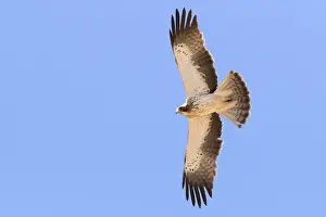 Images Dated 30th April 2018: Booted Eagle
