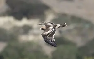 Hieraaetus Prints: Booted Eagle, Hieraaetus pennatus
