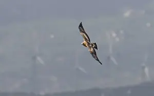Images Dated 16th September 2017: Booted Eagle, Hieraaetus pennatus