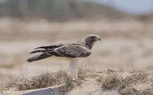 Hieraaetus Prints: Booted Eagle, Hieraaetus pennatus