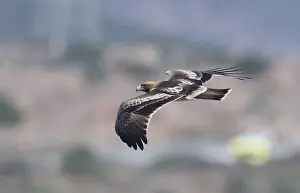 Hieraaetus Prints: Booted Eagle, Hieraaetus pennatus