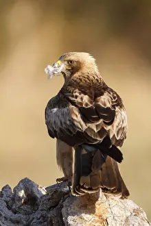 Dwergarend Prints: Booted Eagle, Hieraaetus pennatus