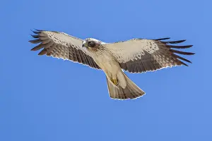 Hieraaetus Prints: Booted Eagle, Hieraaetus pennatus