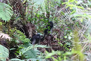 Sulawesi Prints: Booted Macaque, Macaca ochreata
