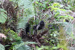 Sulawesi Prints: Booted Macaque, Macaca ochreata