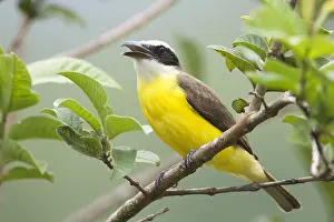 2012 Prints: Bootsnaveltiran, Boat-billed Flycatcher, Megarynchus pitangua