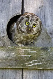 2016 Prints: Boreal Owl