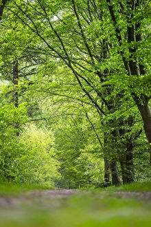 Beukenlaan Prints: Bos, Forest