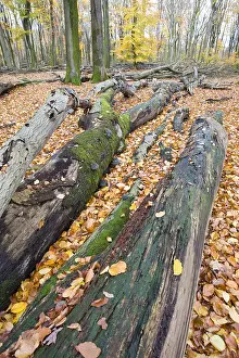 Images Dated 9th November 2008: Bos, Forest