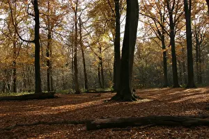 Ran Schols Prints: Bos, Forest