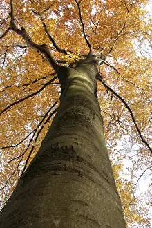 Boomstam Prints: Bos, Forest