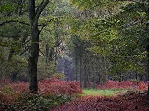 2001 Prints: Bos, Forest
