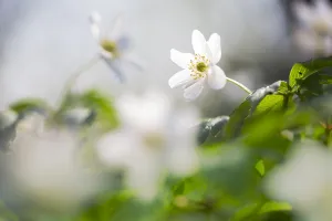 Bosanemoon Prints: Bosanemoon, Wood anemone, Anemone nemorosa