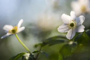 Bosanemoon Prints: Bosanemoon, Wood anemone, Anemone nemorosa