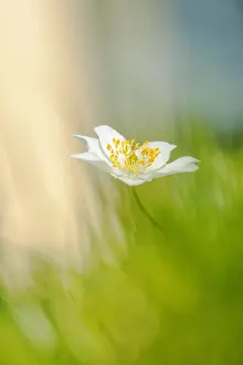 Bosanemoon Prints: Bosanemoon, Wood anemone, Anemone nemorosa
