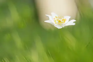 Bosanemoon Prints: Bosanemoon, Wood anemone, Anemone nemorosa