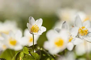 Bosanemoon Prints: Bosanemoon, Wood anemone, Anemone nemorosa