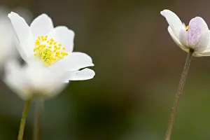 Bosanemoon Prints: Bosanemoon, Wood anemone, Anemone nemorosa