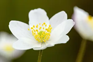 Bosanemoon Prints: Bosanemoon, Wood anemone, Anemone nemorosa