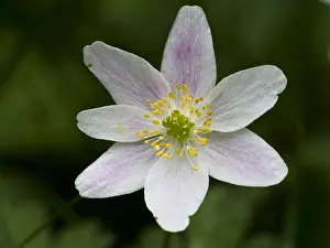 Bosanemoon Prints: Bosanemoon, Wood anemone, Anemone nemorosa