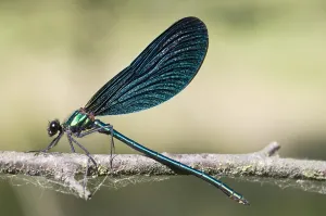 Images Dated 22nd June 2005: Bosbeekjuffer, Beautiful Demoiselle, Calopteryx virgo