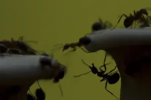 Insekten Prints: Bosmier, Wood Ant