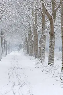 Images Dated 18th December 2010: Bospad, Foresttrail