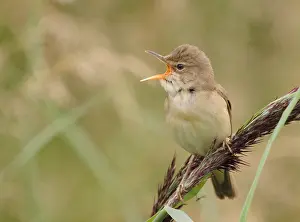 Images Dated 12th June 2007: Bosrietzanger, Marsh Warbler, Acrocephalus palustris