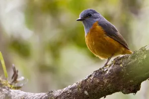 Images Dated 28th October 2010: Bosrotslijster, Forest Rock-Thrush, Monticola sharpei