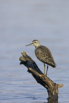 Bosruiter, Wood Sandpiper, Tringa glareola