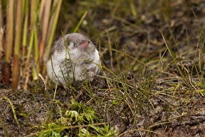 Images Dated 3rd November 2012: Bosspitsmuis, Common Shrew, Sorex araneus