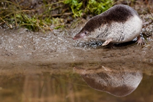 Images Dated 3rd November 2012: Bosspitsmuis, Common Shrew, Sorex araneus