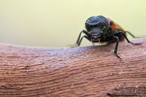 Images Dated 4th June 2021: Bostrichus capucinus