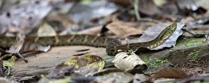 2024 Prints: Bothrops atrox