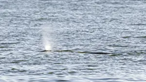 Images Dated 1st April 2017: Bowhead Whale, Groenlandse Walvis, Balaena mysticetus