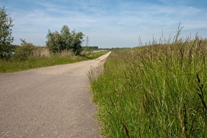 Werkendam Prints: Brabantse Biesbosch