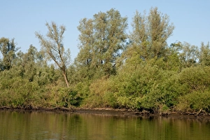 Moerasbos Prints: Brabantse Biesbosch