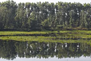 Grazers Prints: Brabantse Biesbosch, Brabantse Biesbosch
