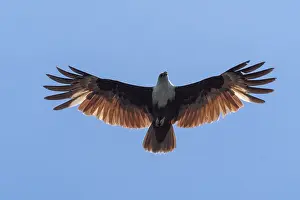 A Brahminy kite, Haliastur indus brahminy kite haliastur indus