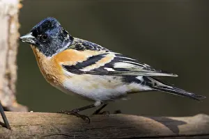 Images Dated 25th May 2016: Brambling
