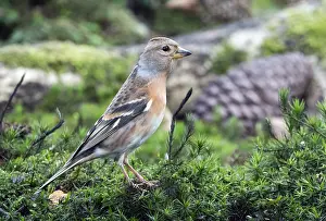 Montifringilla Prints: Brambling, Fringilla montifringilla