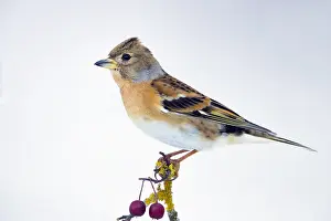 Montifringilla Prints: Brambling, Fringilla montifringilla