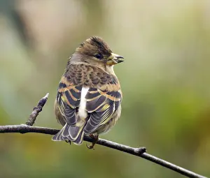Montifringilla Prints: Brambling, Fringilla montifringilla