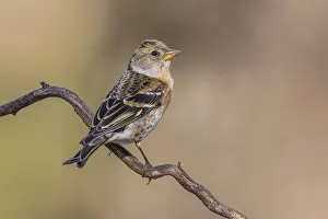 Montifringilla Prints: Brambling, Fringilla montifringilla
