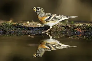 Montifringilla Prints: Brambling, Fringilla montifringilla