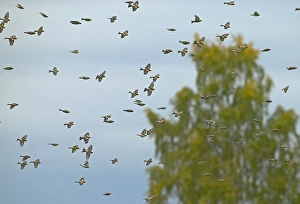 2003 Prints: Brambling, Keep, Fringilla montifringilla