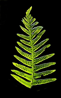 Polypodiaceae Prints: Brede eikvaren, Intermediate Polypody, Polypodium interjectum