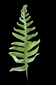 Polypodiaceae Prints: Brede eikvaren, Intermediate Polypody, Polypodium interjectum