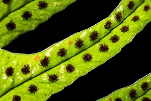 Polypodiaceae Prints: Brede eikvaren, Intermediate Polypody, Polypodium interjectum