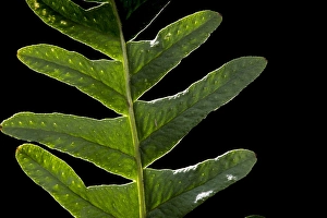 Polypodiaceae Prints: Brede eikvaren, Intermediate Polypody, Polypodium interjectum